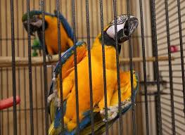 Pin On Rescues And Sanctuaries
