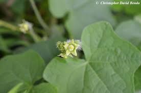 Image result for Sicyos