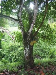 Image result for Artocarpus heterophyllus