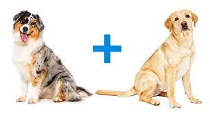 Australian Shepherd Lab Mix A Complete Guide To The Aussiedor Dog