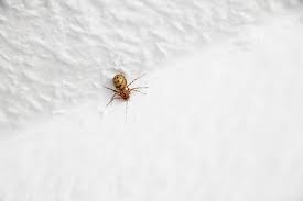 Warum kommen spinnen in die wohnung? Spinnen Im Haus Vertreiben Wie Sie Hausspinnen Loswerden Hausgarten Net