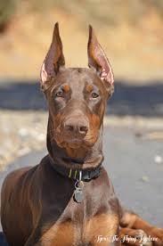 Maybe you would like to learn more about one of these? Tyrus My Doberman Puppy Only 5 Months Old And Looks Grown Up Already Doberman Puppy Doberman Puppies