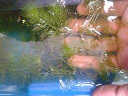 Giobel Koi Center How To Breed Koi Step By Step Goldfish Types Goldfish Breeding Goldfish