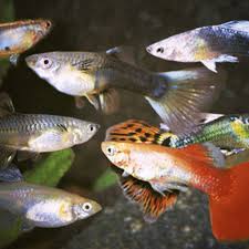 Avoid feeding processed human food to guppies. Guppy Care Fishkeepers Amino Amino