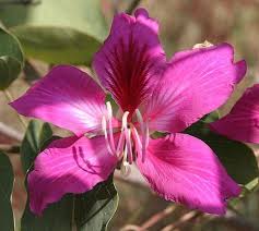 The sight of flowering trees in a yard can brighten up any neighborhood and add plenty of curb appeal. Beautiful Trees With Pink Flowers In Southern California Pink Flowering Trees Edible Flowers Orchids