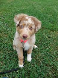 Red merle australian shepherd puppy. And One Of These Red Merle Australian Shepherd Australian Shepherd Australian Shepherd Puppy Australian Shepherd Blue Merle