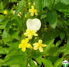 Image result for Pseudomussaenda