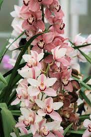Pin On Orchids