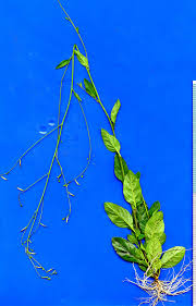 Image result for Schwenckia