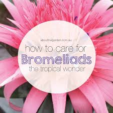 Check spelling or type a new query. How To Care For Bromeliads About The Garden Magazine