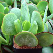 Image result for Crassula rhodesica