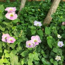 Image result for Asystasia vogeliana