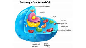 The culprit is the son of police inspector general (asha sharath) who accidentally gets killed by gautami and her daughter when he comes to blackmail them. Structure Of Animal Cell In Hindi Urdu Youtube