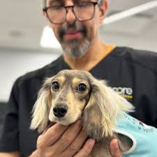 BEST of Southbury, CT 06488 Holistic Veterinarian