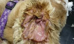 Image result for mold in the ear dog