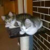 Ab wann werden kater eigentlich geschlechtsreif? Katze Kater Geschwister Ab Wann Rollig