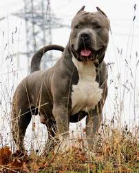 Pitbull Bully Breeds Dogs Pitbull Dog Bully Dog