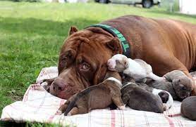After some intense training, hercules became shorty's. Pitbull Hulk Fathers 500 000 Litter World News Mirror Online