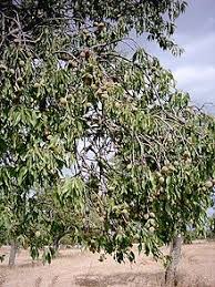 Free for commercial use no attribution required high quality images. Almond Wikipedia