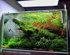 4ft angelfish aquarium (how to: 300 Planted Tank Ideas In 2020 Aquascape Planted Aquarium Aquascape Aquarium