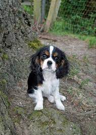 Cavalier King Charles Spaniel Puppies For Sale In Washington Glenwood Caval Spaniel Puppies King Charles Cavalier Spaniel Puppy Cavalier King Charles Spaniel