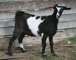 Looking for young buck kids to raise for meat or pets? Doe S For Sale Crazycreekranch Goats For Sale Goats Kiko Goats