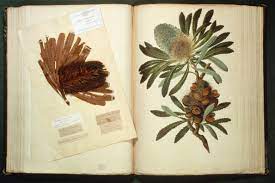 Joseph banks in myheritage family trees (clarke web site). When Joseph Banks First Arrived In Australia