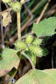 Image result for Ageratinastrum palustre