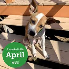 Tulsa county, sand springs, ok read more ». Pawsitively Adorable Meet 58 Adoptable Dogs And Cats Looking For Love Pets Tulsaworld Com