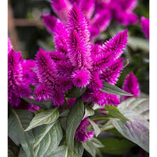 Celosia Argentea Intenz Classic Flower Garden White Flower Farm Celosia Flower