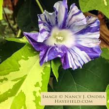 Image result for Ipomoea kituiensis