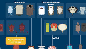 The virgin bull shark vs the chad uncle: Proposed Evolution Tree Change For The Bull Shark Deeeepio