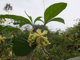 Image result for Voacanga