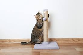 How to get cat to use scratching post. How Do I Train My Cat To Use A Scratching Post