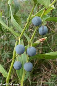 Image result for Ophrypetalum odoratum