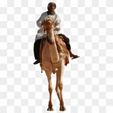 If you can get over the whole spitting thing, camels are pretty cute—at least until they open up their mouths. Morocco Desert Tours Tripadvisor Reviews Man On Camel Png Transparent Png 1534x1534 362492 Pngfind