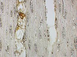 Image result for Canarium schweinfurthii