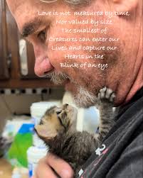 Hogan.. it's only been a mere 4 weeks. #davidloop65 #cat #cats #catlover  #kitten