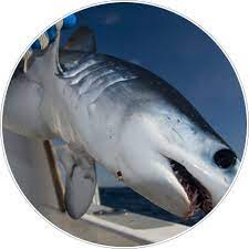Maybe you would like to learn more about one of these? St Petersburg Shark Fishing Charter Guaranteed Sharks Everytime