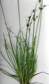 Image result for Fimbristylis