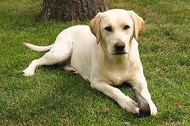 Look at pictures of puppies in california who need a home. How Long Do Labs Live Ways To Increase Lab Life Expectancy Labrador Retriever Yellow Labrador Retriever Labrador