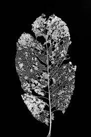 5 out of 5 stars. Minimalist But Dramatic Nature Photographs Of Intricate Leaf Skeletons Keith Dotson Photography