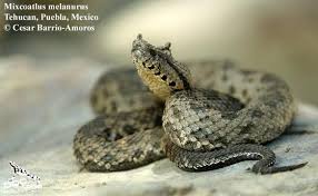 Image result for Pycreus melas