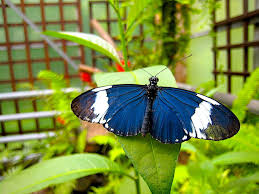 Begeben sie sich auf eine spannende reise in die exotische welt der schmetterlinge und pflanzen in unserem faszinierenden tropenhaus und genießen sie zusätzlich unser großzügiges menü schließen. Der Garten Der Schmetterlinge Von Schloss Sayn Weltenkundler