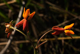 Image result for Stathmostelma pauciflorum