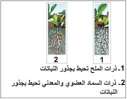 علاج ملوحة التربة الزراعية الملوحة تعتبر الشركة العربية للتجارة و إدارة مزارع الزيتون Facebook
