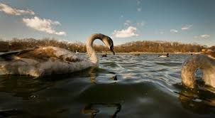 Maybe you would like to learn more about one of these? At New York City Parks Fishing Line And Hooks Pose Another Danger To Birds The New York Times