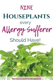 Maybe you would like to learn more about one of these? Best Indoor Houseplants For Allergies Jessica Lehman Design