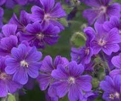 Flowering plants for sun and shade. The Best Flowers To Plant In Morning Sun Afternoon Shade Hunker Planting Flowers Flowers Perennials Plants