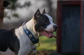 With the iphone's big unveil and rise to but more and more boomers are also eager to explore other kinds of tech, e.g., the 12% who. Boomer Sein Leben Mit Den Malinois Doggen Und Terrier